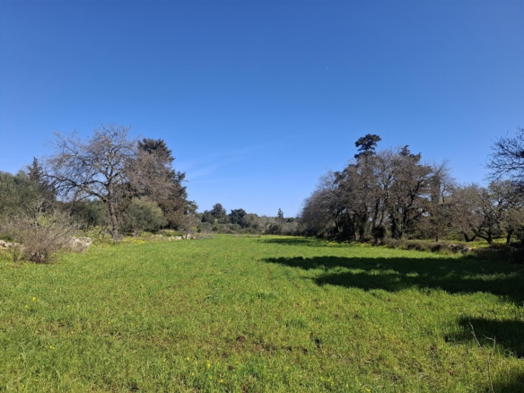Buildable plot with White Mountains view in the heart of nature in Vamos